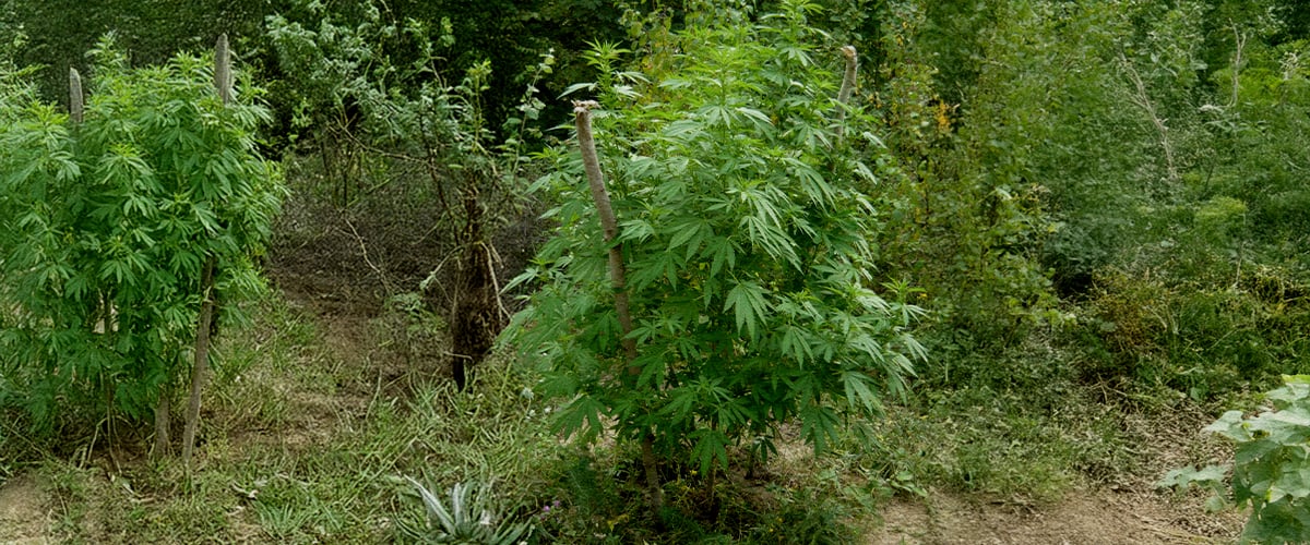 Je guerrilla grow spot voorbereiden Je guerrilla grow spot voorbereiden