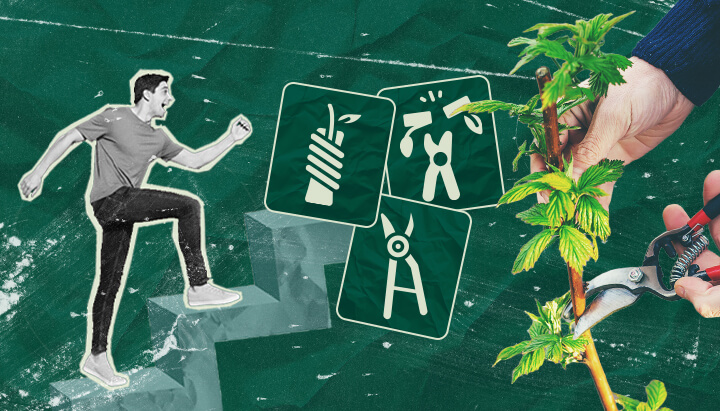 Cannabisplanten Enten: Jouw Stapsgewijze Handleiding Leer hoe je cannabisplanten kunt enten met onze stapsgewijze handleiding. Ontdek de benodigde apparatuur, hoe je de beste onderstam en ent selecteert, en volg onze enttutorial.
