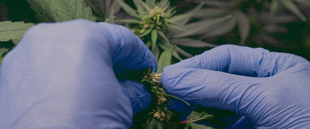 Hoe Introduceer Je Marijuana Stuifmeel: Stuifmeelzak Afbeelding Close-up van een mannelijke cannabisplant met stuifmeelzakken, toont hoe stuifmeel te verzamelen voor bestuiving van vrouwelijke planten op een donkergroene achtergrond, ideaal voor cannabis kweekgidsen.