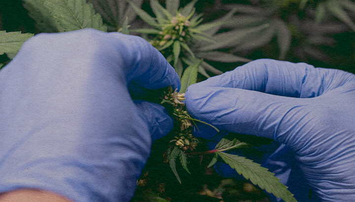 Hoe Introduceer Je Marijuana Stuifmeel: Stuifmeelzak Afbeelding Close-up van een mannelijke cannabisplant met stuifmeelzakken, toont hoe stuifmeel te verzamelen voor bestuiving van vrouwelijke planten op een donkergroene achtergrond, ideaal voor cannabis kweekgidsen.