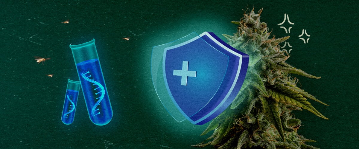 CCYV-preventie in wietgewassen Cannabisplant met beschermend schild en reageerbuizen op groene achtergrond, illustreert CCYV-preventie in wietgewassen.