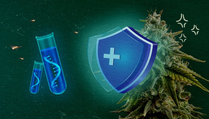 CCYV-preventie in wietgewassen Cannabisplant met beschermend schild en reageerbuizen op groene achtergrond, illustreert CCYV-preventie in wietgewassen.