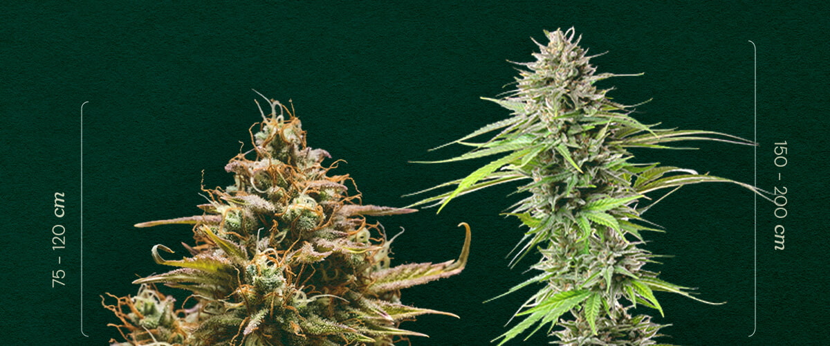 Autoflower vs. Fotoperiode: Plantgrootte Vergelijken Autoflower vs. Fotoperiode grootte: Bekijk het typische hoogteverschil tussen autoflowering (75-120cm) en fotoperiode (150-200cm) cannabisplanten. Leer hoe je ze kunt onderscheiden.