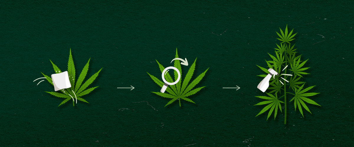 Cannabis Toepassingsmethoden: sprayen, afnemen of vernevelen Illustratie van cannabis toepassingsmethoden: spray, wipe of fog, groen-wit ontwerp op een donkere achtergrond.