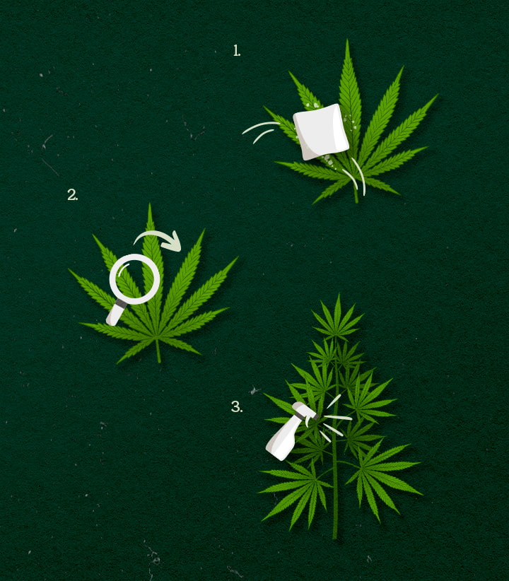 Cannabis Toepassingsmethoden: sprayen, afnemen of vernevelen Illustratie van cannabis toepassingsmethoden: spray, wipe of fog, groen-wit ontwerp op een donkere achtergrond.