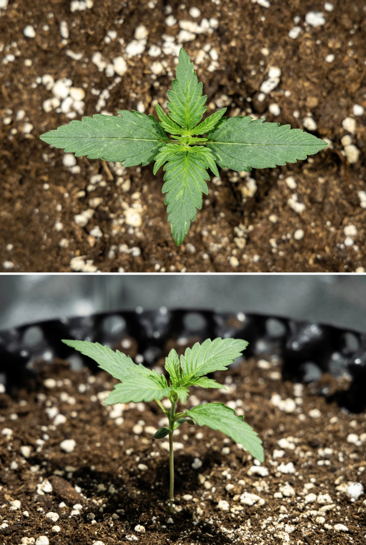 Hyperion F1 grow report: week 1, zaailinggroei Hyperion F1 cannabiszaailing tijdens week 1 van het grow report, met vroege vegetatieve groei, gezonde groene bladeren, stevige stengelontwikkeling en perlietrijk aarde.
