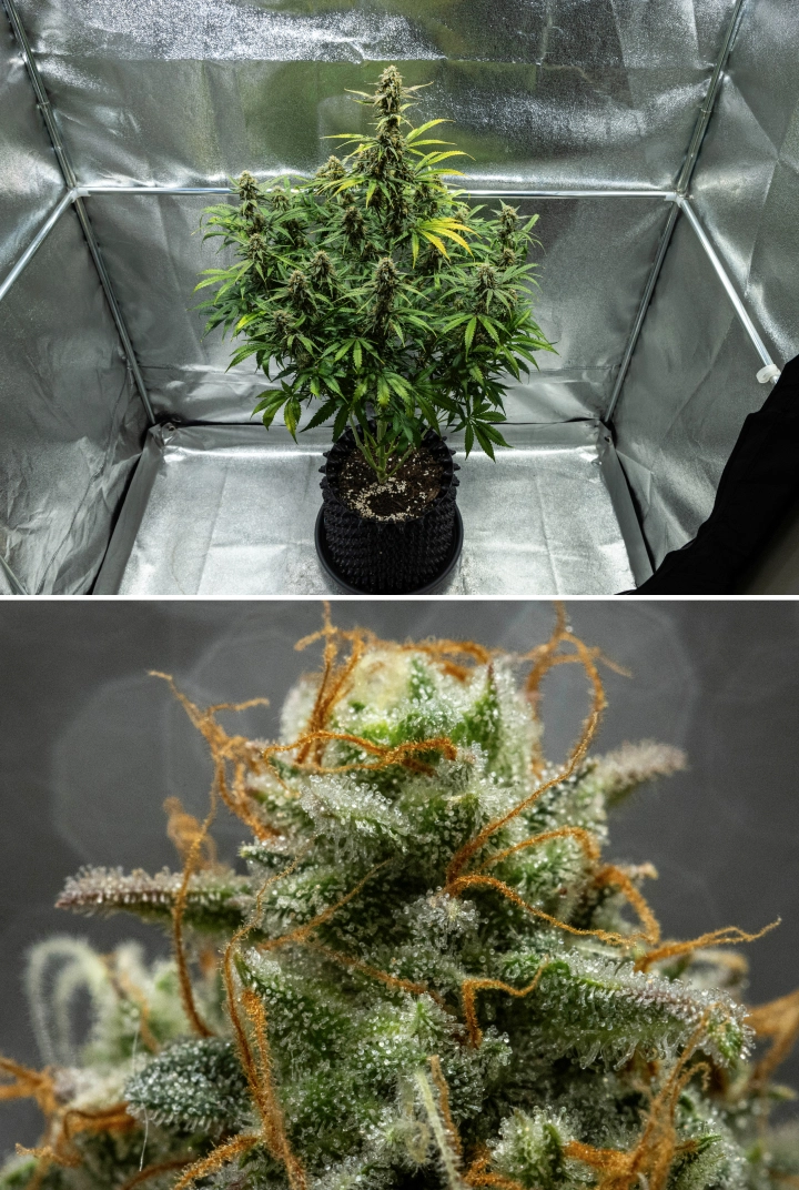 Hyperion F1 grow report: week 10, oogstrijpe toppen Hyperion F1 cannabisplant tijdens week 10 van het grow report, met oogstrijpe harsrijke toppen, frosty trichomenbedekking, oranje stampers, verkleurende bladeren en laatste rijping in een kweektent.