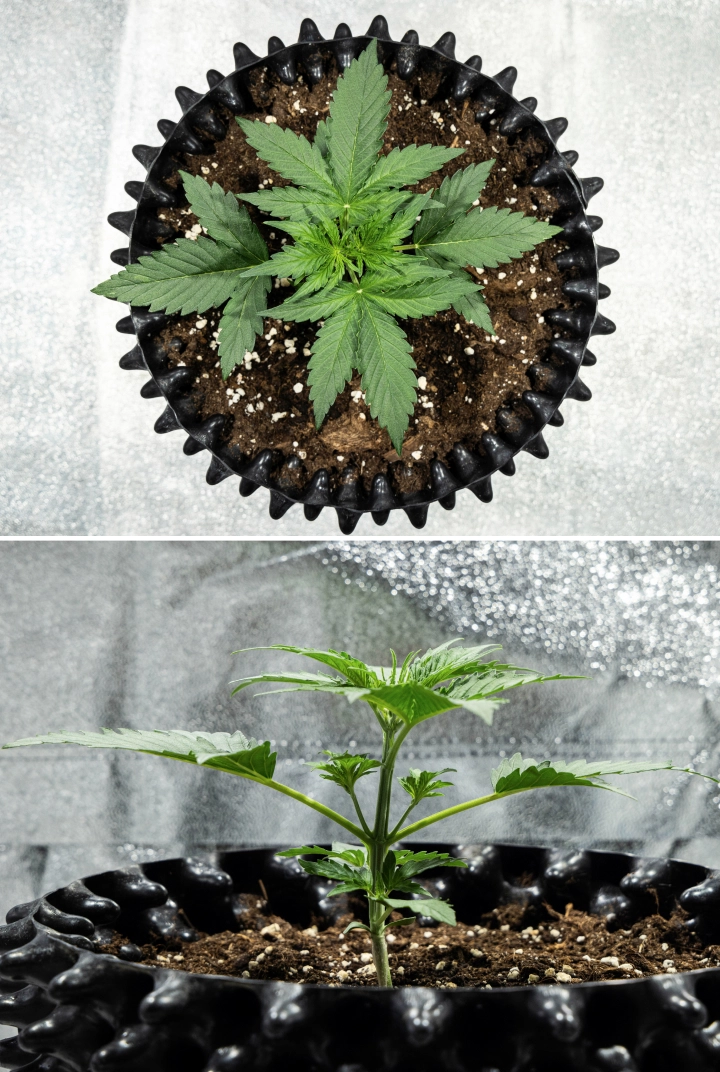 Hyperion F1 grow report: week 2, snelle vegetatieve groei Hyperion F1 cannabisplant tijdens week 2 van het grow report, met snelle vegetatieve groei, gezond groen blad, ontwikkelende takken, een stevige stengelstructuur en een zwarte air pot.