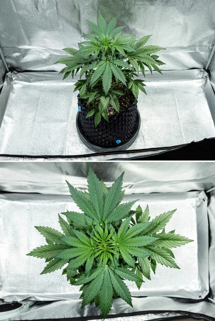 Hyperion F1 grow report: week 3, pre-bloei groei Hyperion F1 cannabisplant tijdens week 3 van het grow report, met krachtige vegetatieve groei, dicht groen blad, sterke vertakking, brede waaierbladeren en een gezonde canopy in een kweektent.