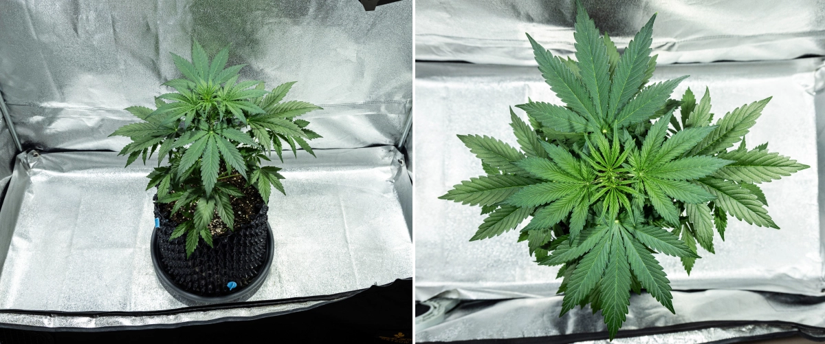 Hyperion F1 grow report: week 3, pre-bloei groei Hyperion F1 cannabisplant tijdens week 3 van het grow report, met krachtige vegetatieve groei, dicht groen blad, sterke vertakking, brede waaierbladeren en een gezonde canopy in een kweektent.