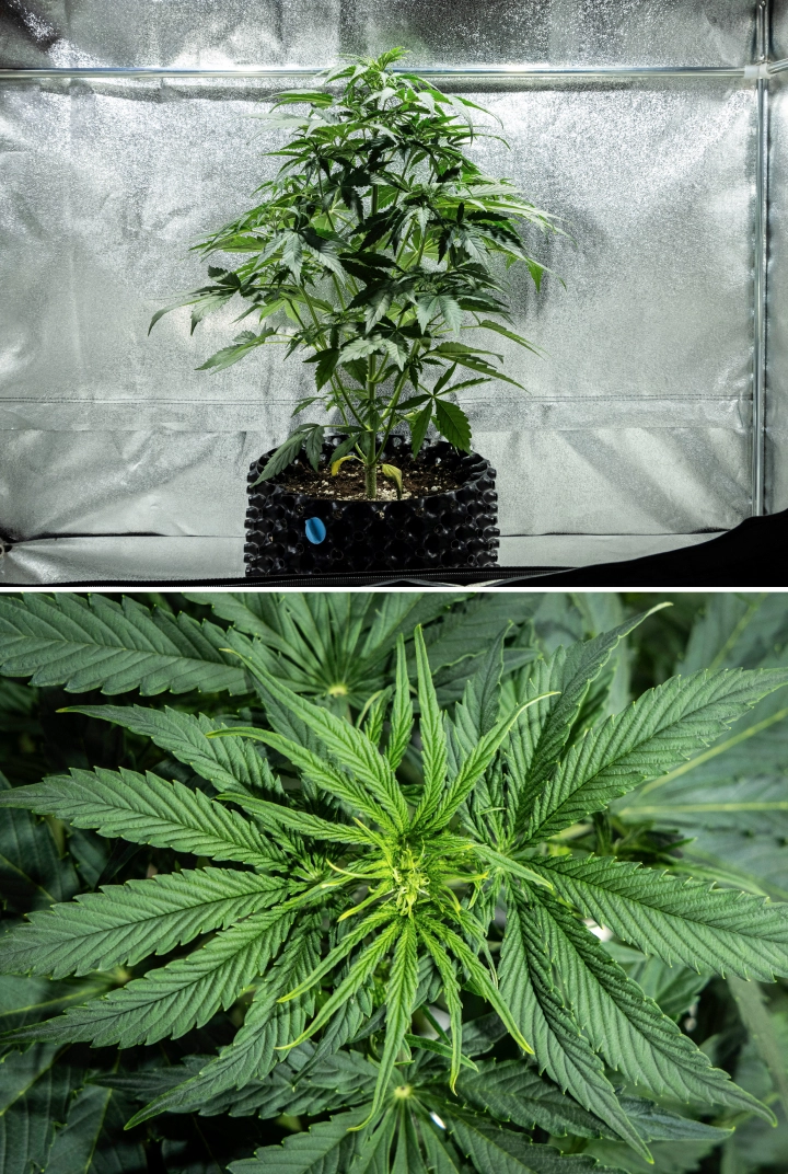 Hyperion F1 grow report: week 4, vroege bloei Hyperion F1 cannabisplant tijdens week 4 van het grow report, met vroege bloeigroei, sterke verticale stretch, gezond groen blad, ontwikkelende bloeiplaatsen en een krachtige structuur in een kweektent.
