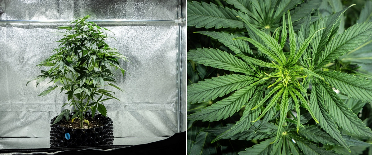Hyperion F1 grow report: week 4, vroege bloei Hyperion F1 cannabisplant tijdens week 4 van het grow report, met vroege bloeigroei, sterke verticale stretch, gezond groen blad, ontwikkelende bloeiplaatsen en een krachtige structuur in een kweektent.