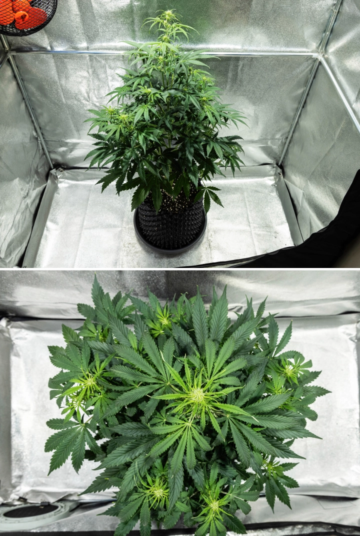 Hyperion F1 grow report: week 5, bloeistretch Hyperion F1 cannabisplant tijdens week 5 van het grow report, met sterke bloeistretch, dicht groen blad, meerdere ontwikkelende bloeiplaatsen, krachtige vertakking en een volle canopy in een kweektent.