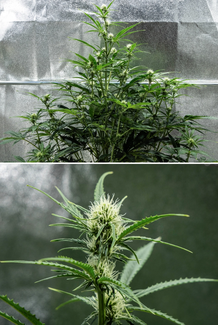 Hyperion F1 grow report: week 6, harsrijke bloemen Hyperion F1 cannabisplant tijdens week 6 van het grow report, met hoge bloeiende groei, harsrijke topontwikkeling, frisse witte stampers, sterke vertakking en gezond groen blad in een kweektent.