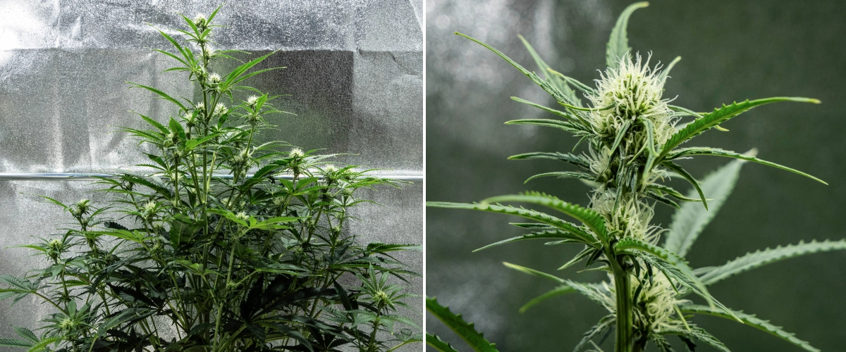 Hyperion F1 grow report: week 6, harsrijke bloemen Hyperion F1 cannabisplant tijdens week 6 van het grow report, met hoge bloeiende groei, harsrijke topontwikkeling, frisse witte stampers, sterke vertakking en gezond groen blad in een kweektent.