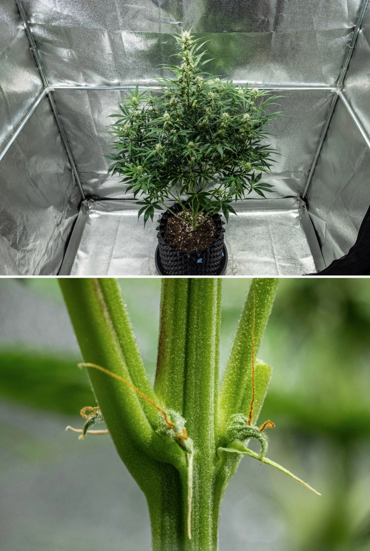 Hyperion F1 grow report: week 7, CalMag-tekort Hyperion F1 cannabisplant tijdens week 7 van het grow report, met hoge bloeiende groei, ontwikkelende harsrijke toppen, vroege oranje stampers, sterke stengels en zichtbare symptomen van CalMag-tekort in een kweektent.