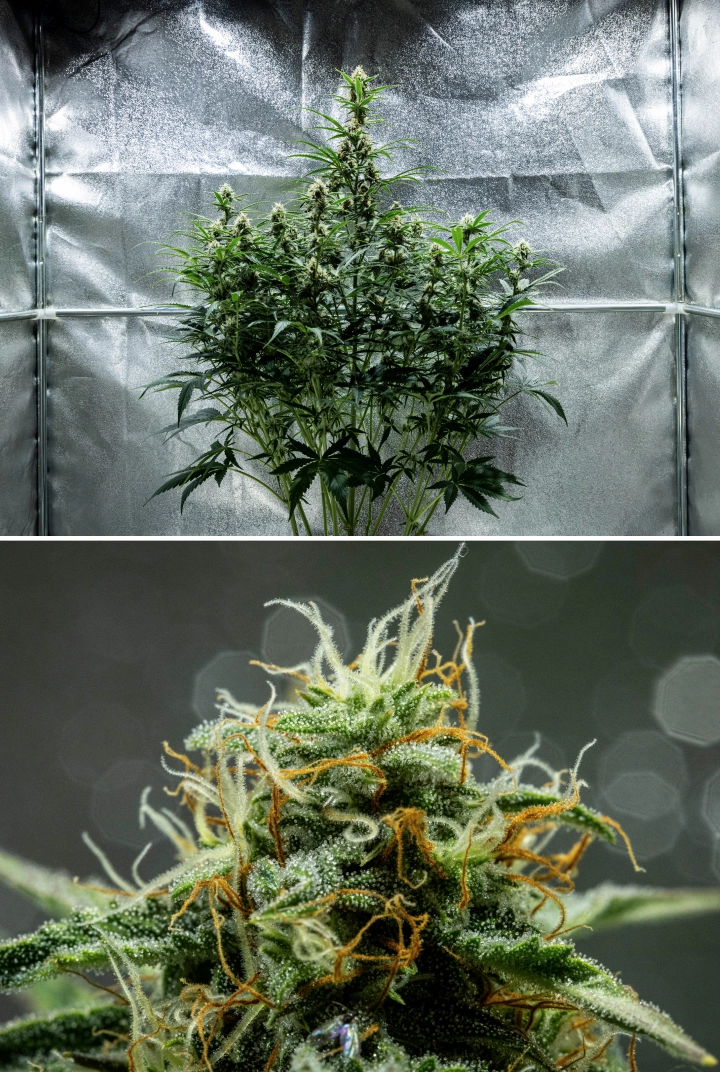 Hyperion F1 grow report: week 8, kleverige harsrijke toppen Hyperion F1 cannabisplant tijdens week 8 van het grow report, met kleverige harsrijke toppen, frosty trichomenbedekking, oranje en witte stampers, hoge bloeiende cola’s en late bloeiontwikkeling in een kweektent.