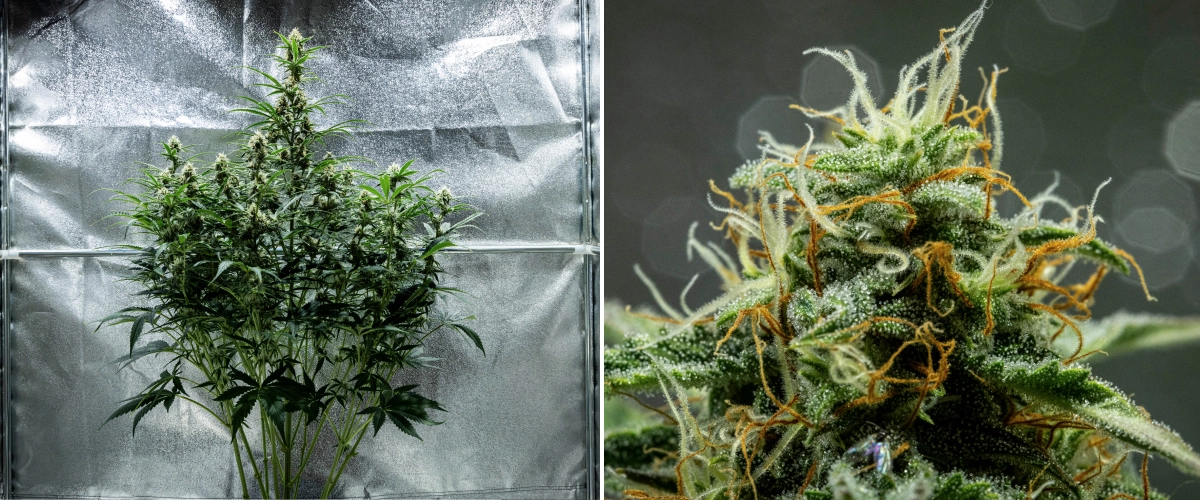 Hyperion F1 grow report: week 8, kleverige harsrijke toppen Hyperion F1 cannabisplant tijdens week 8 van het grow report, met kleverige harsrijke toppen, frosty trichomenbedekking, oranje en witte stampers, hoge bloeiende cola’s en late bloeiontwikkeling in een kweektent.