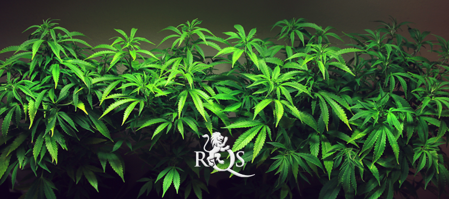 northern light royal queen seeds