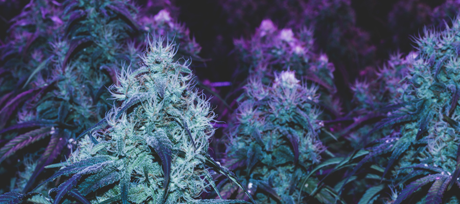 ultraviolet licht het kweken van cannabis voedingsstoffen vegetatieve fase
