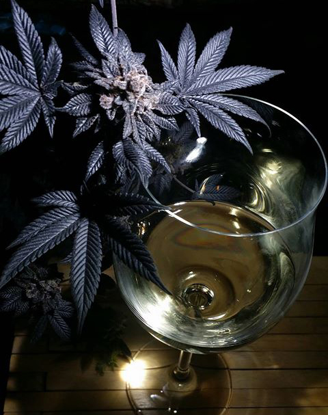 WINE legalisering van cannabis terpenen ENZYMEN