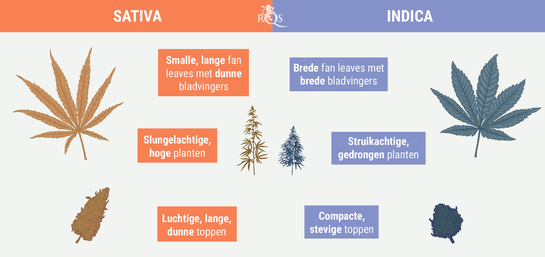 INDICA ONDERSCHEIDEN VAN SATIVA INDICA ONDERSCHEIDEN VAN SATIVA