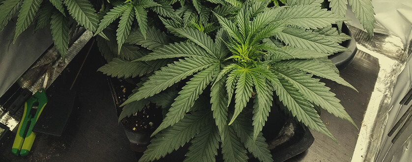 Cannabis Indica Cannabis Indica