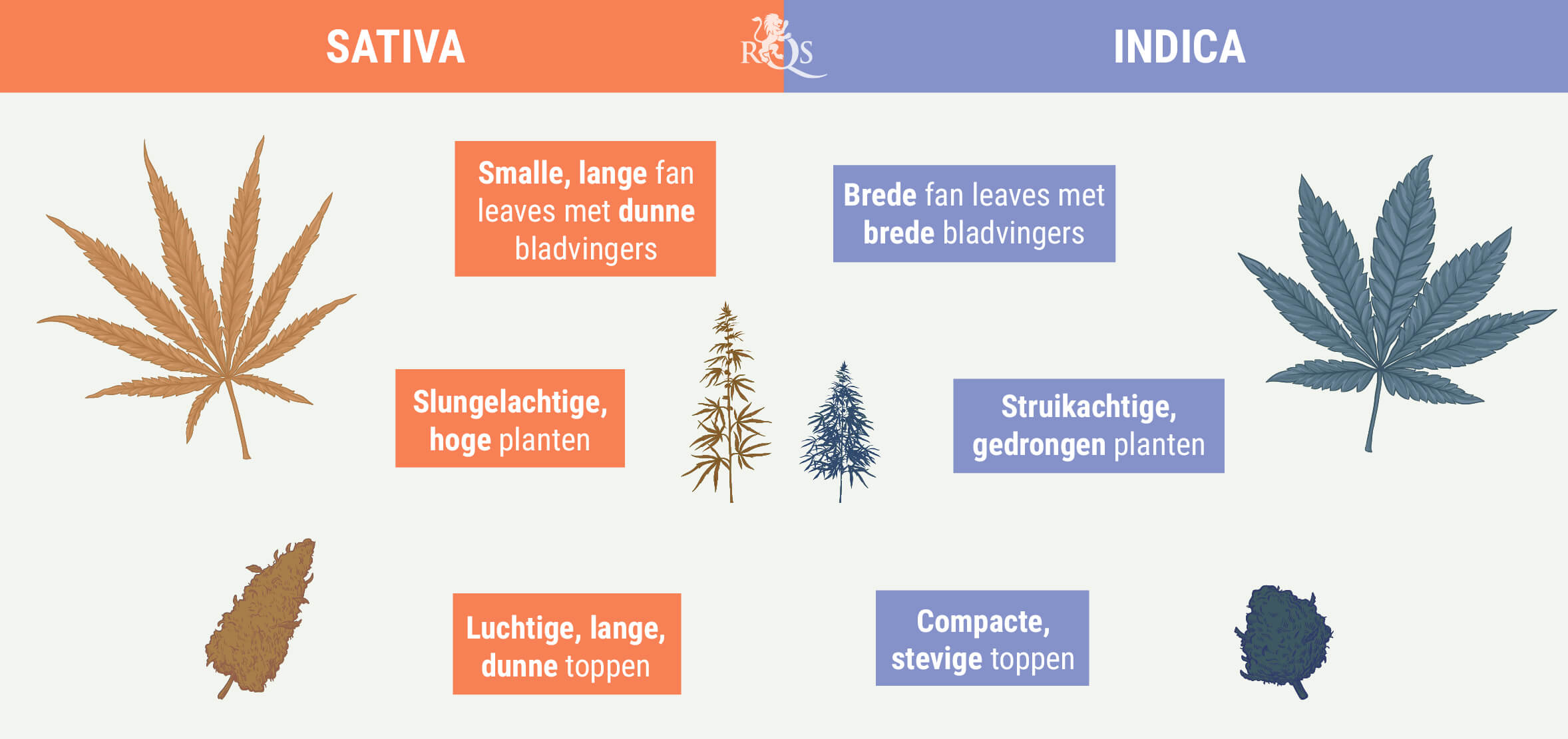 INDICA ONDERSCHEIDEN VAN SATIVA INDICA ONDERSCHEIDEN VAN SATIVA
