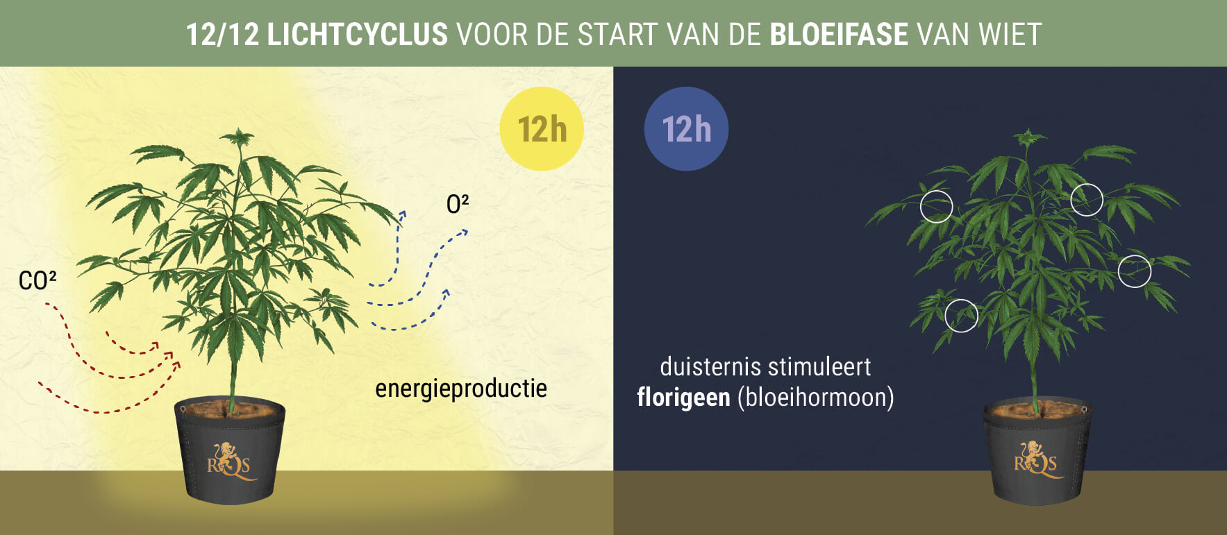 Wanneer Begint de Bloeitijd van Fotoperiodieke Wietplanten?