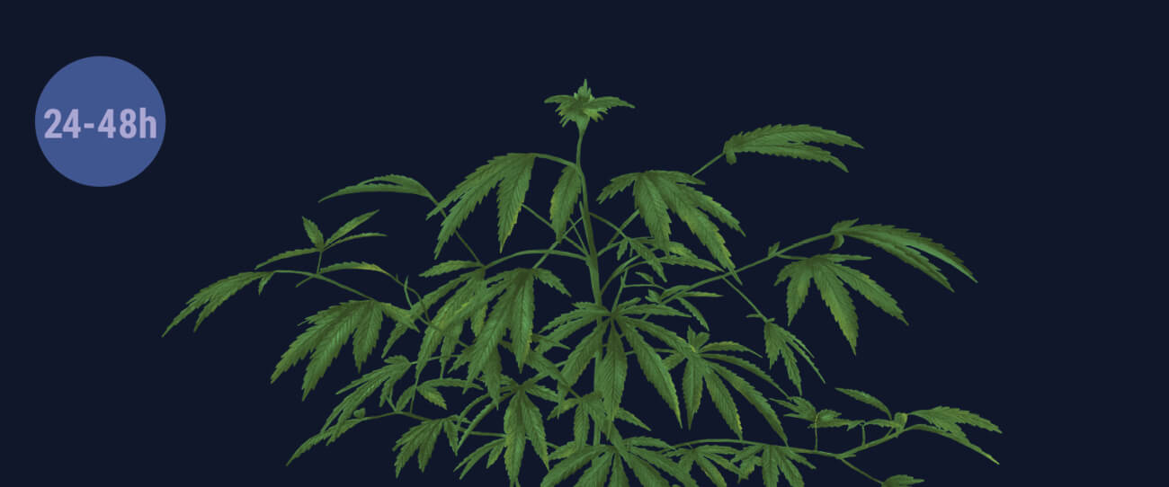 Schok Je Planten met Duisternis Schok Je Planten met Duisternis