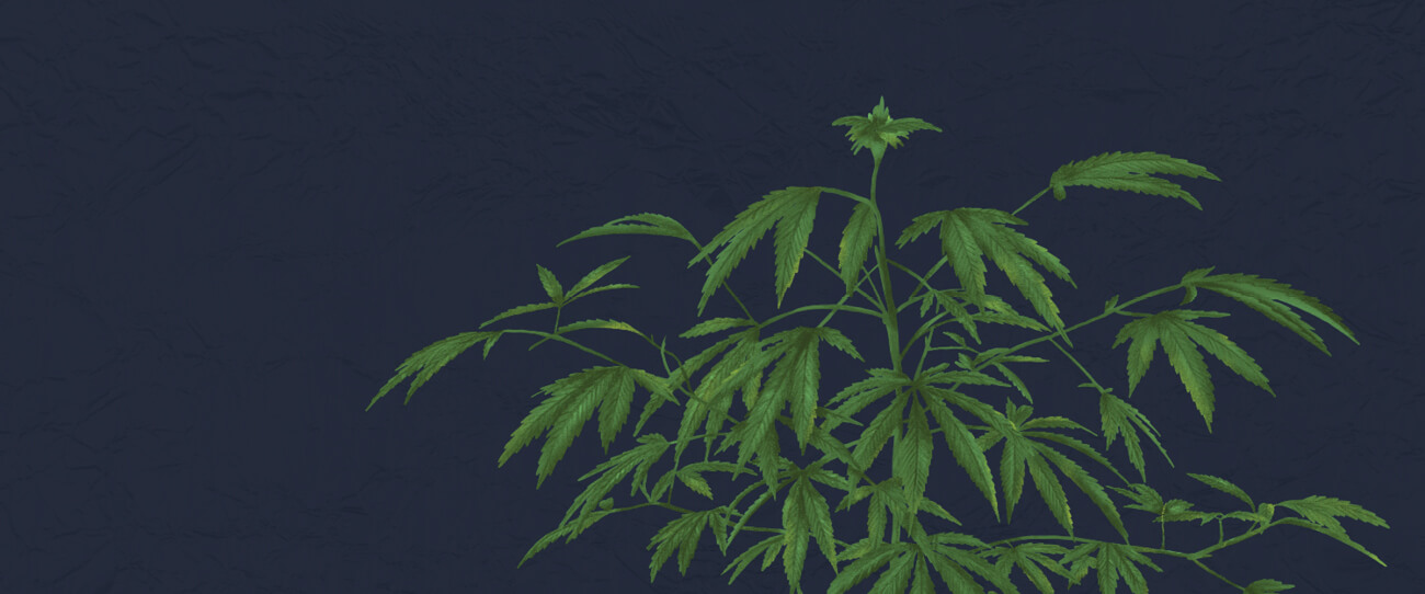 Stoor Je Planten niet in het Donker Stoor Je Planten niet in het Donker