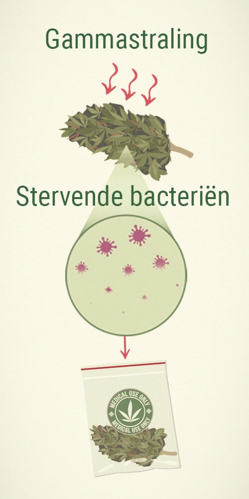 Schimmels Doden Op Medicinale Cannabis: Doorstraling Schimmels Doden Op Medicinale Cannabis: Doorstraling
