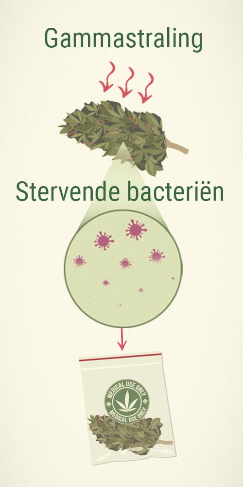 Schimmels Doden Op Medicinale Cannabis: Doorstraling