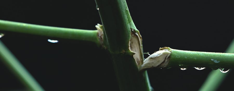 Wat is de oorzaak van geknakte of gebogen stelen? Wat is de oorzaak van geknakte of gebogen stelen?