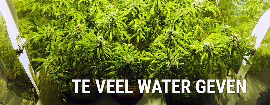Veel Water Aan Je Platen Geven Veel Water Aan Je Platen Geven