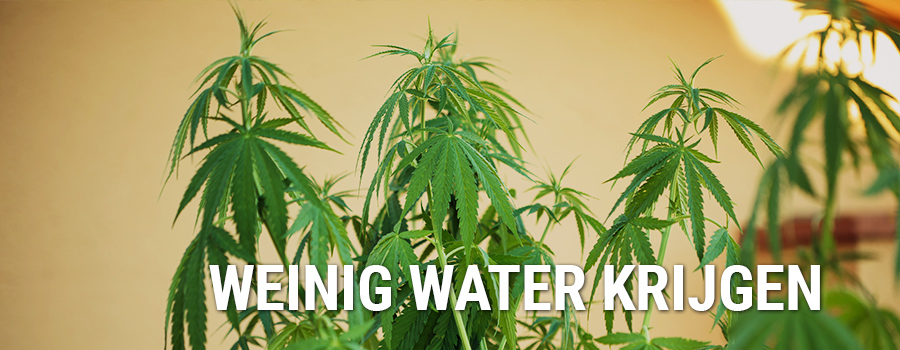 Je Planten Te Weinig Water Geven Je Planten Te Weinig Water Geven