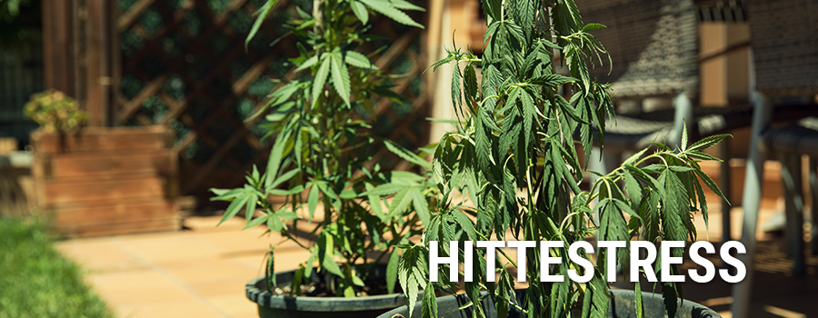 Hittestress Cannabis Hittestress Cannabis