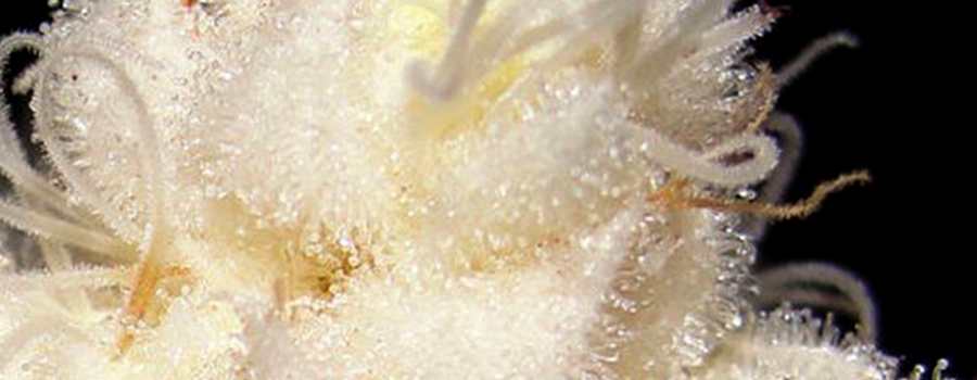 Albino Cannabis Gewas Albino Cannabis Gewas