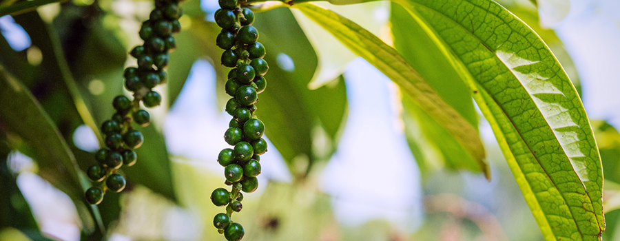 Beta Caryophyllene Terpene Aanwezig In Zwarte Peper En Cannabis