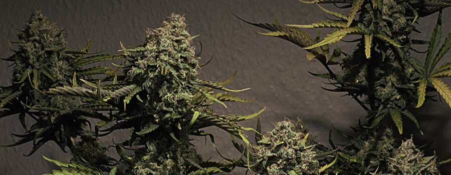 Blue Cheese Automatic Royal Queen Seeds Blue Cheese Automatic Royal Queen Seeds
