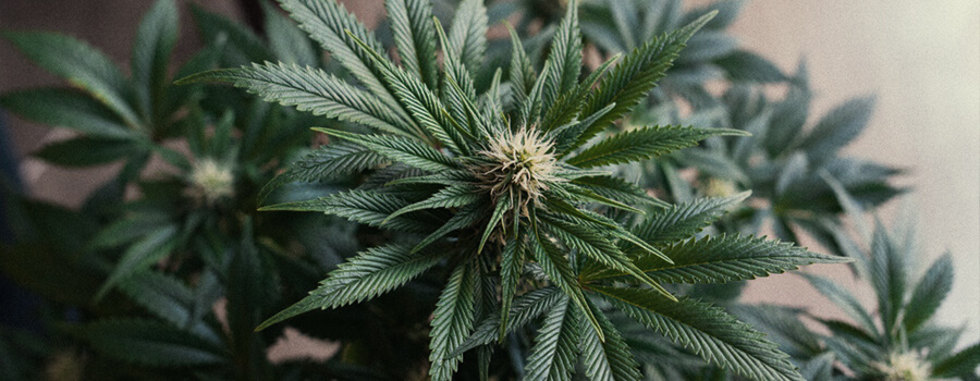 Blue Cheese Royal Queen Seeds Blue Cheese Royal Queen Seeds