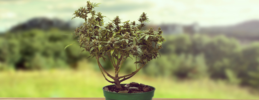 CANNABIS-BONSAIS CANNABIS-BONSAIS