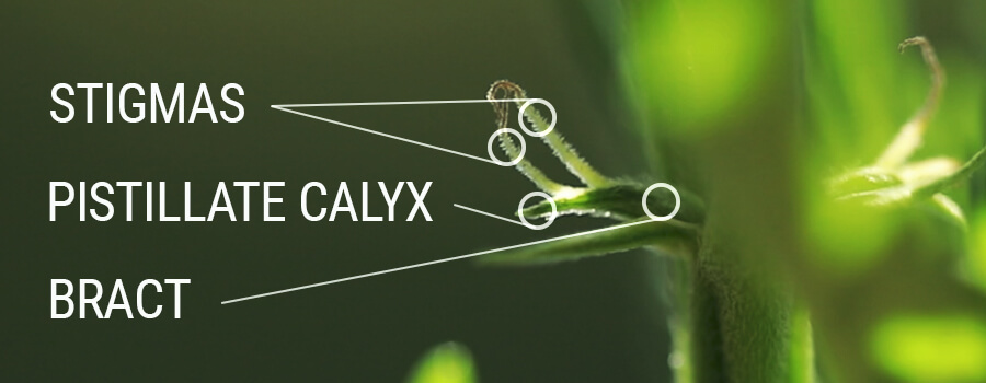 Stigma'S Pistillate Calyx En Schutblad Stigma'S Pistillate Calyx En Schutblad