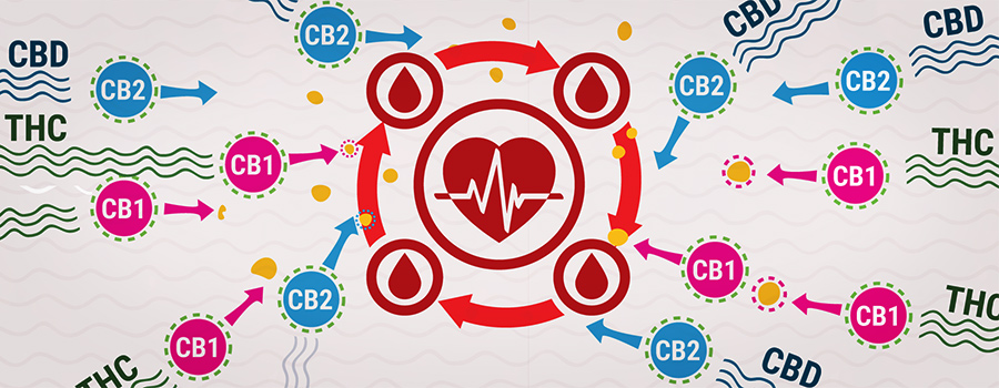 Cb1 En Cb2 Met Thc En Cbd-interactie Bloeddruk