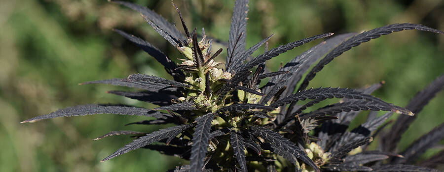 Te Lage Temperaturen Cannabisa Te Lage Temperaturen Cannabisa