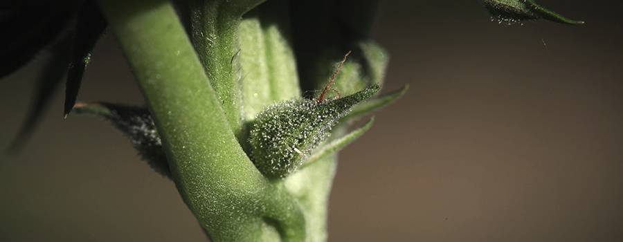 Calice e Pistillo Calice e Pistillo
