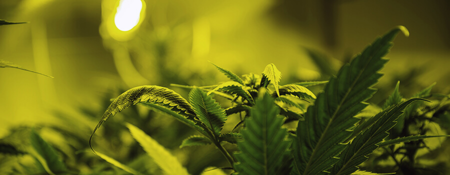 De Optimale Hoeveelheid Licht Voor Cannabisplanten
