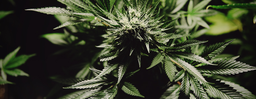 Cannabis Voor Lupus Behandeling