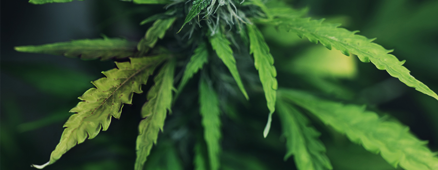 Cannabisplant Met Roofmijten