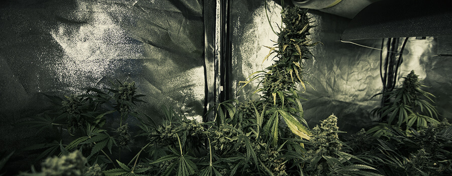 In Dezelfde Ruimte Tegelijkertijd Verschillende Cannabissoorten Laten Groeien In Dezelfde Ruimte Tegelijkertijd Verschillende Cannabissoorten Laten Groeien